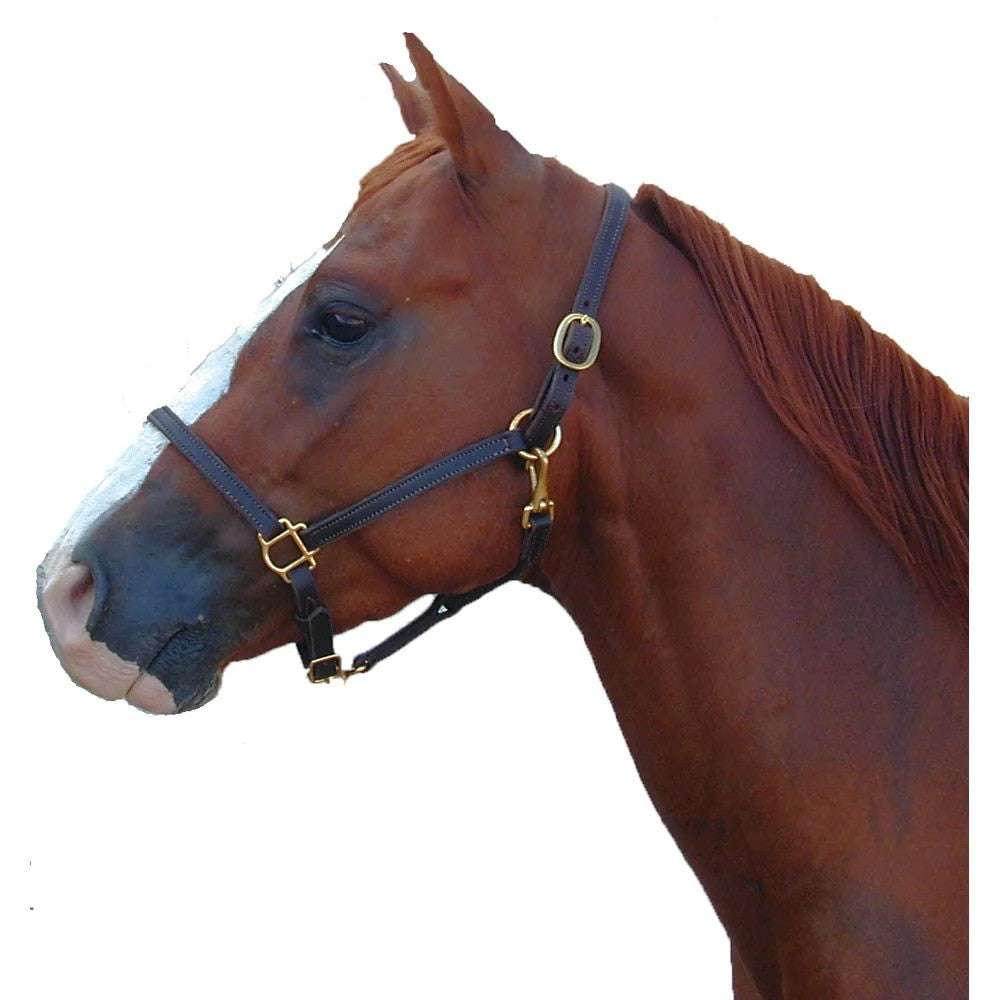 Chestnut horse in halter