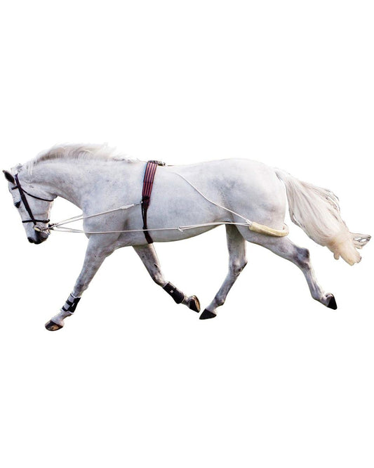 Horse wearing lunging system