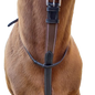 Closeup of martingale on horse