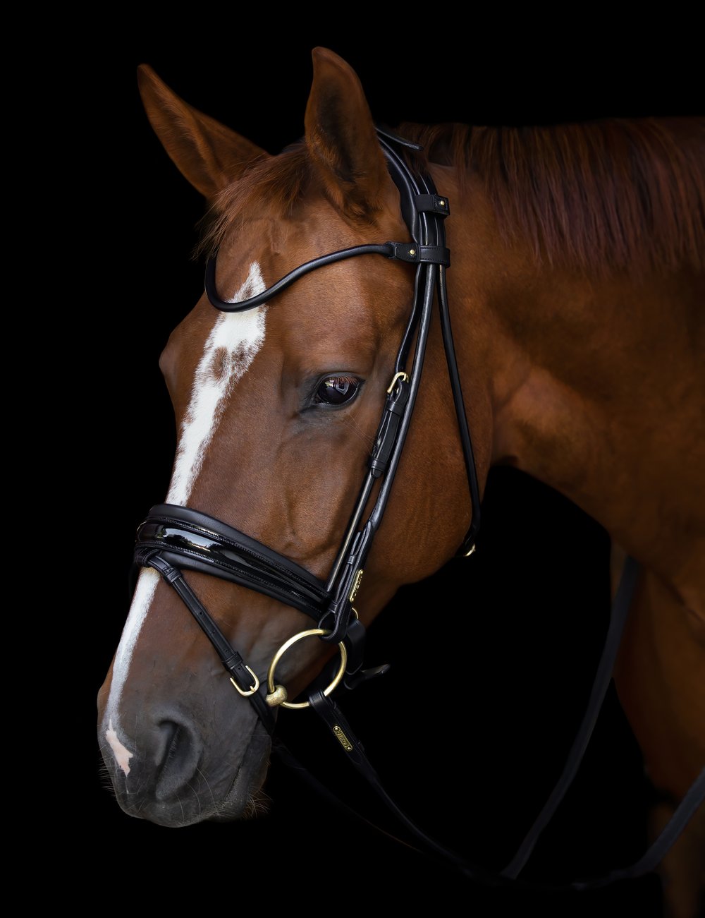 Horse wearing Edinburgh bridle