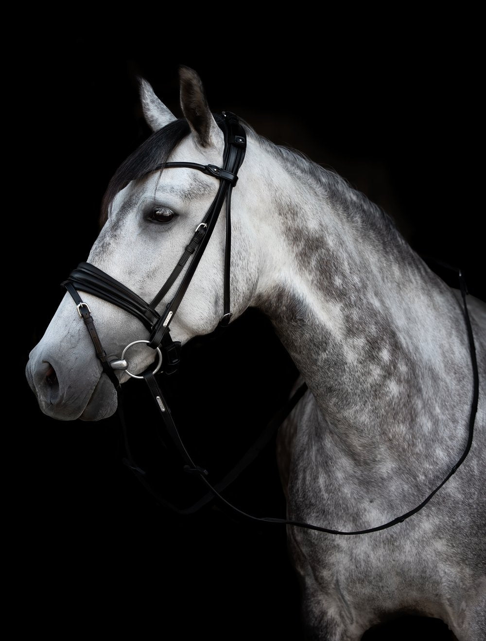 Horse wearing black bridle